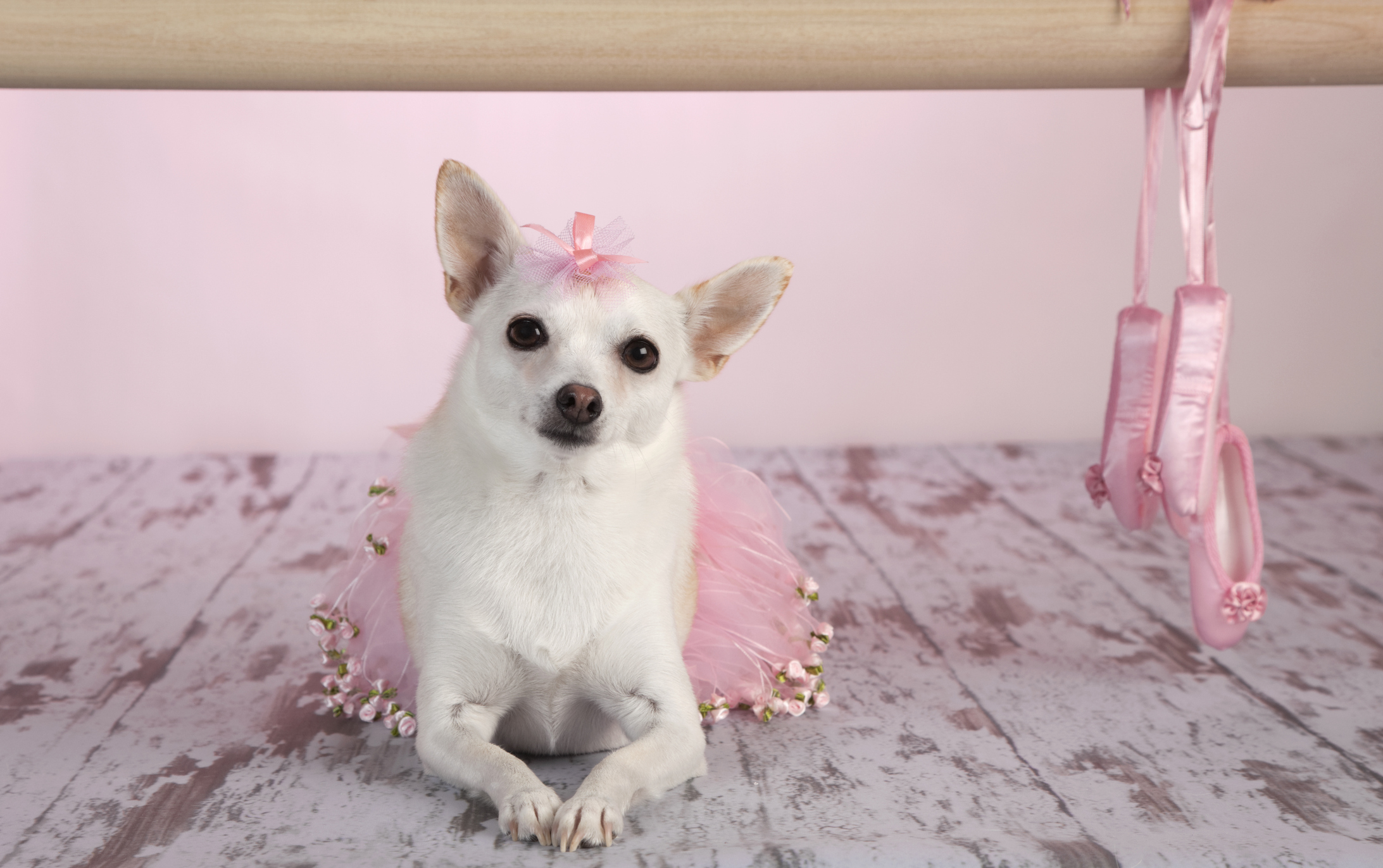 Chihuahua im rosafarbenen Tutu mit Schleifchen auf dem Kopf