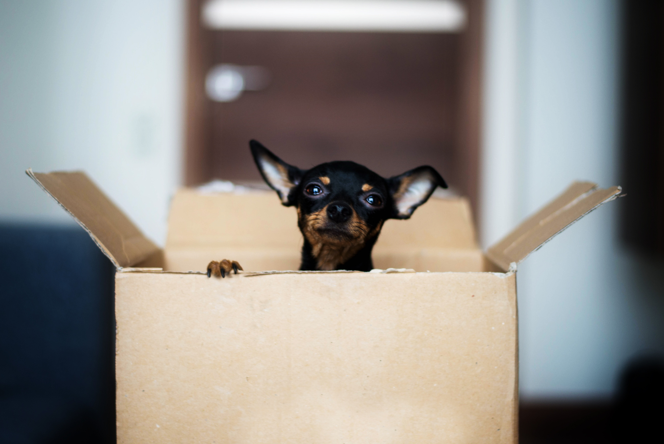 Hund guckt frech aus einem Umzugskarton Hund guckt frech aus einem Umzugskarton