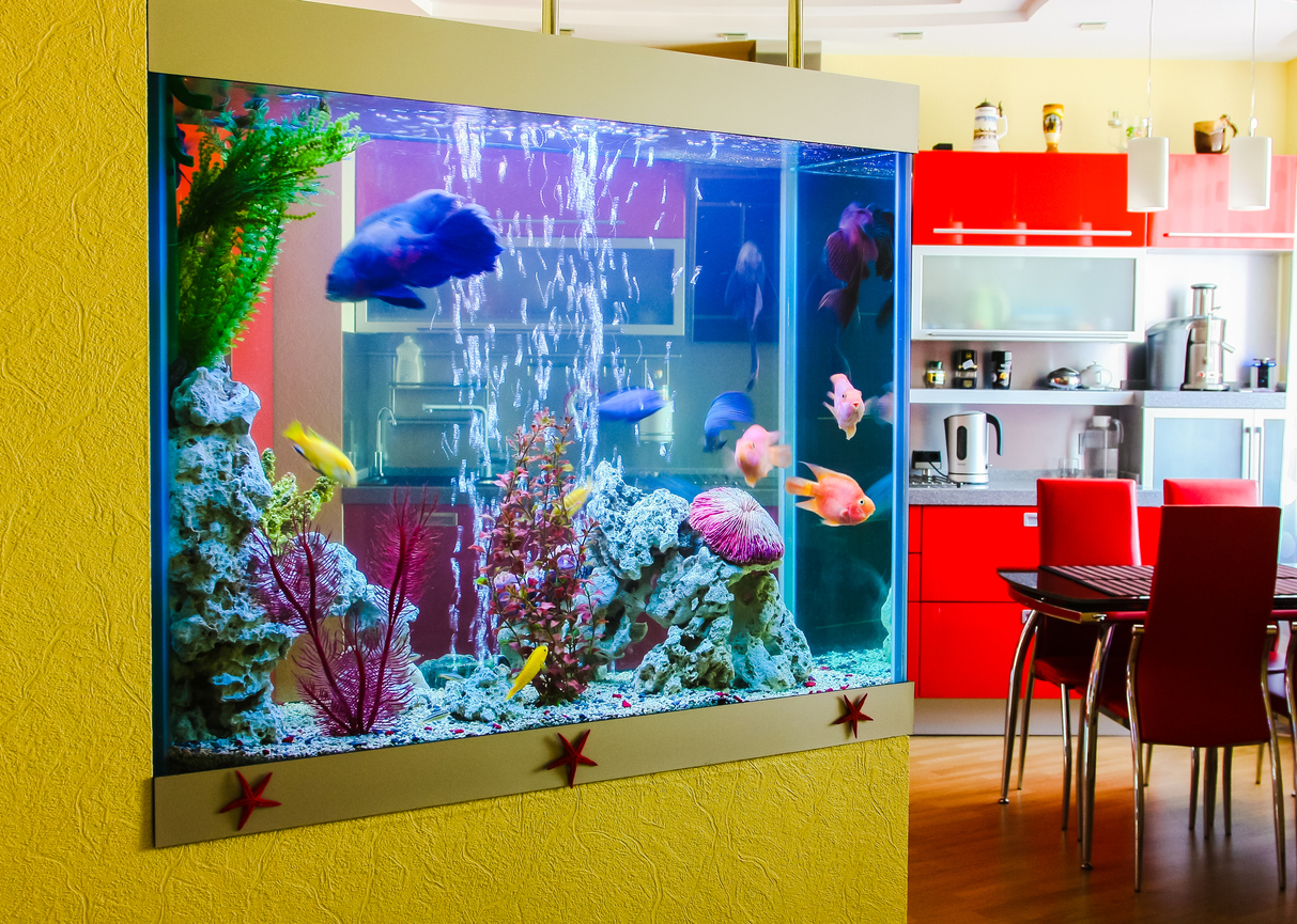 Transport des Aquariums: Fische sicher umziehen Aquarium im Wohnzimmer