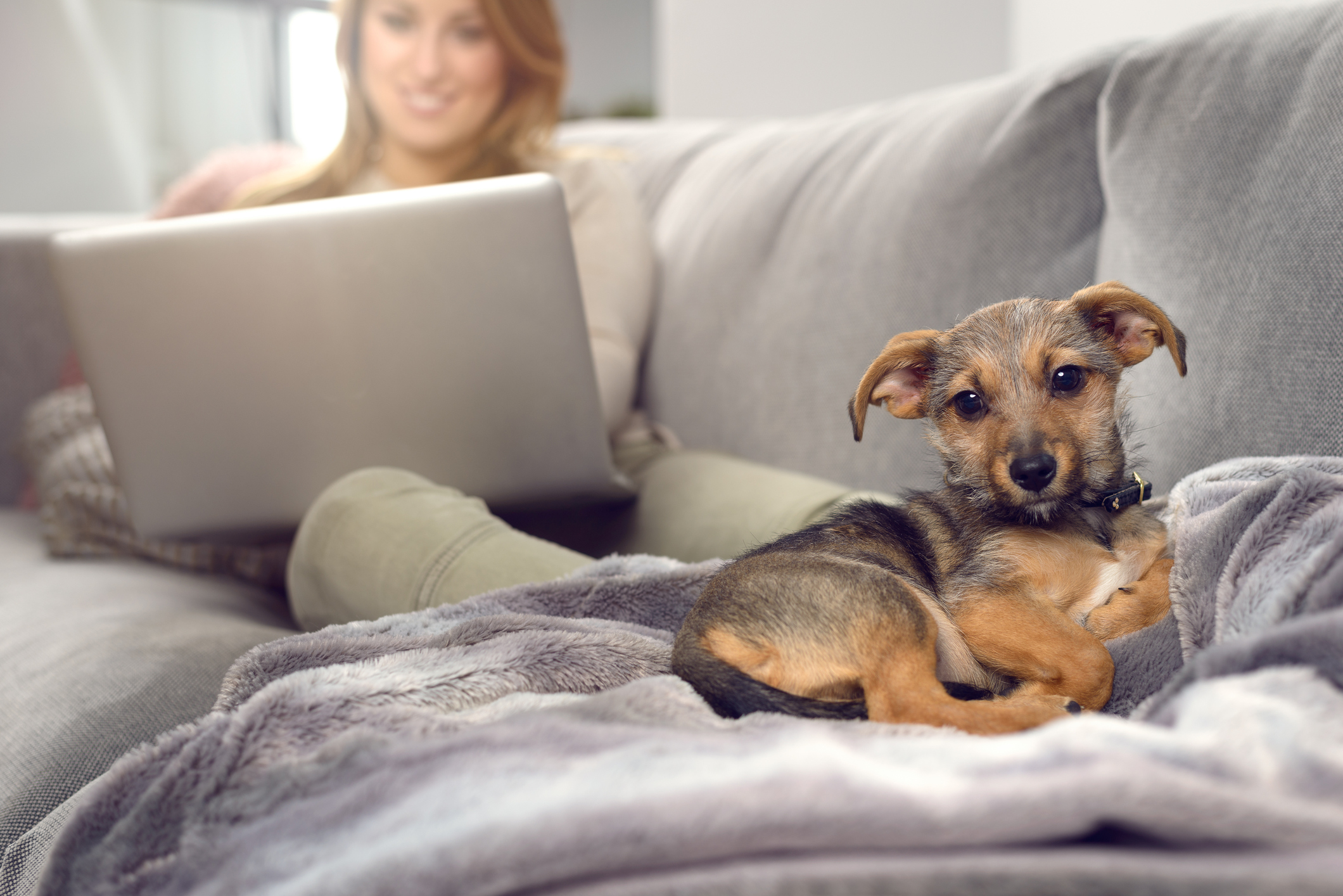 Süßer Hund schaut in die Kamera, während sein Frauchen am Laptop sitzt Süßer Hund schaut in die Kamera, während sein Frauchen am Laptop sitzt