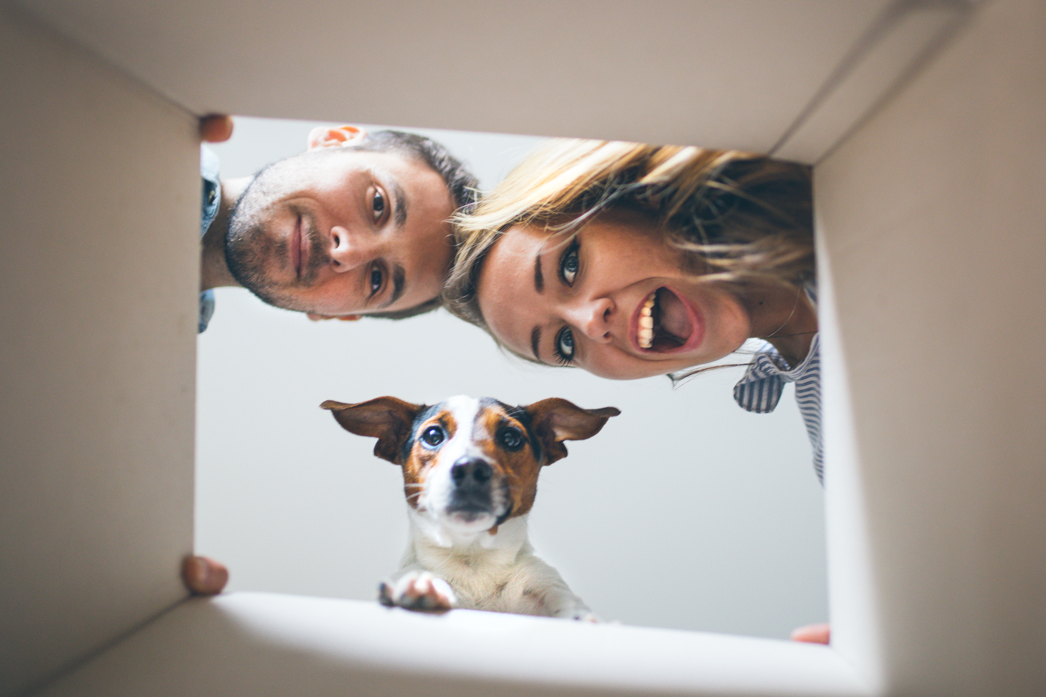 Pärchen und Hund schauen gemeinsam von oben in einen Umzugskarton hinein Pärchen und Hund schauen gemeinsam von oben in einen Umzugskarton hinein