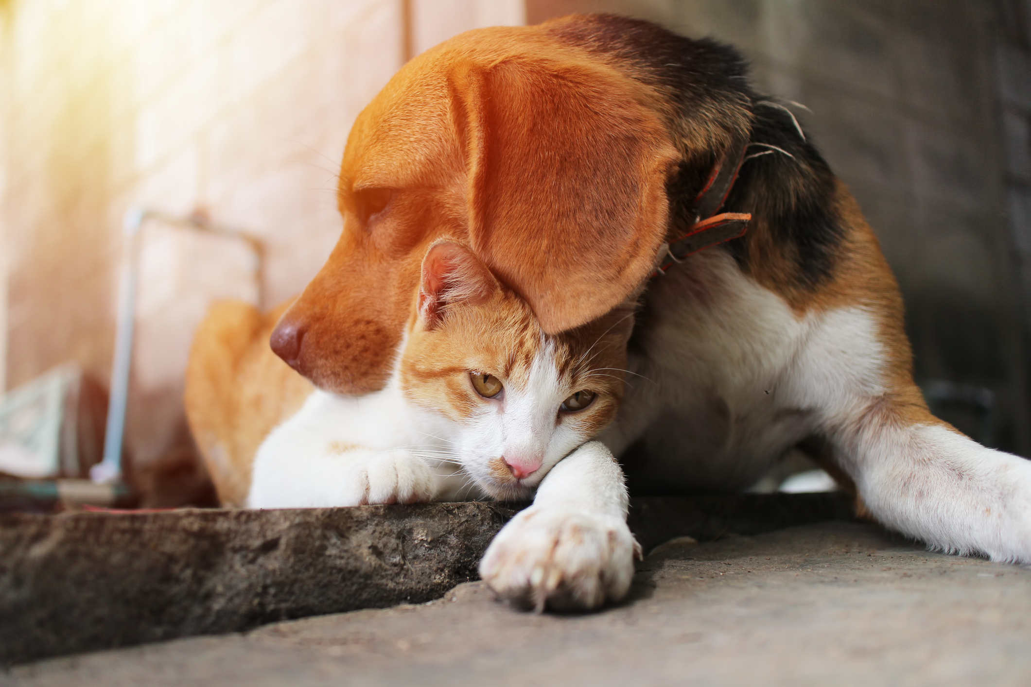 Warum zahlt man Hundesteuer und was passiert damit? Hund und Katze kuscheln draußen.