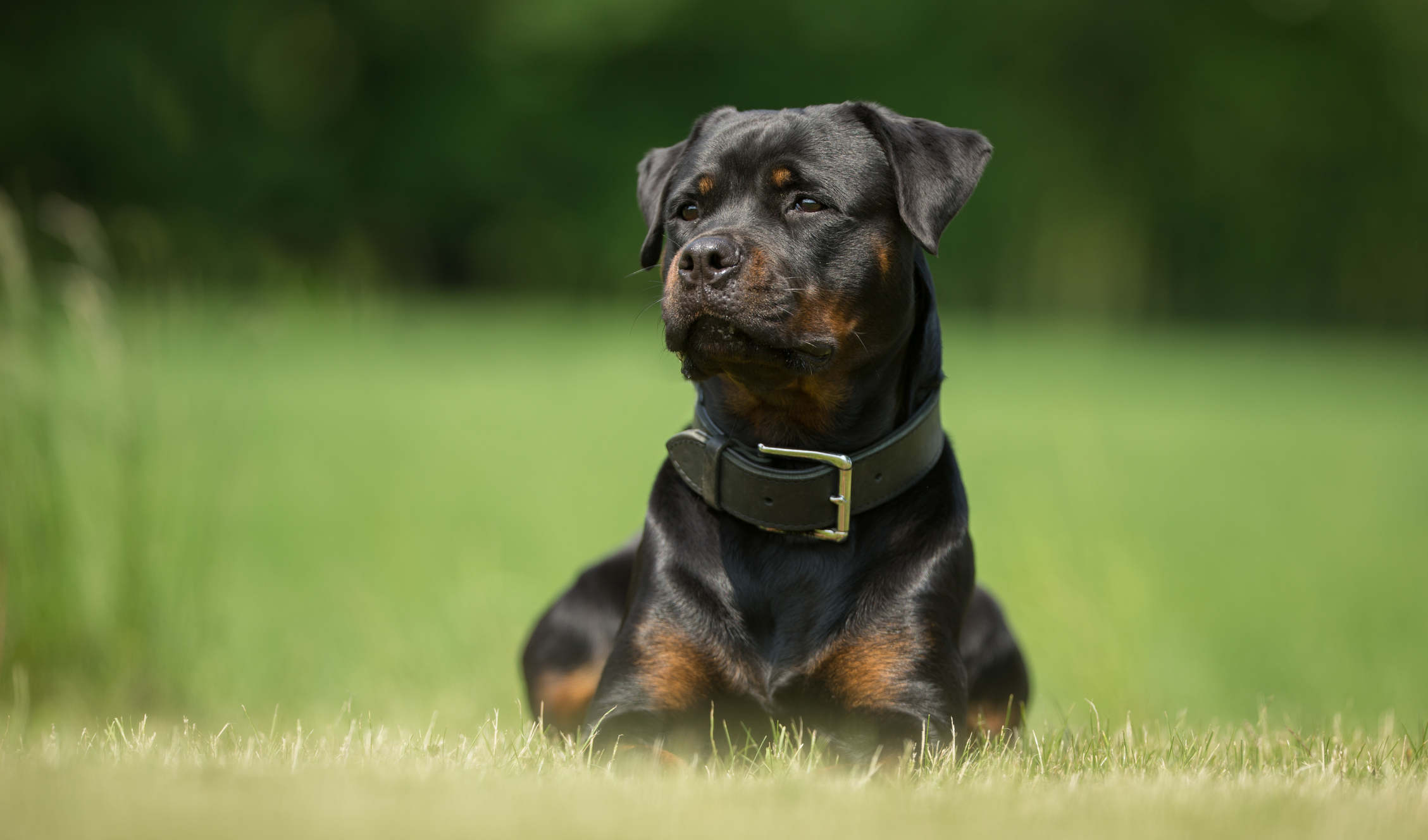 Kampfhund halten: Rasselisten und Steuern