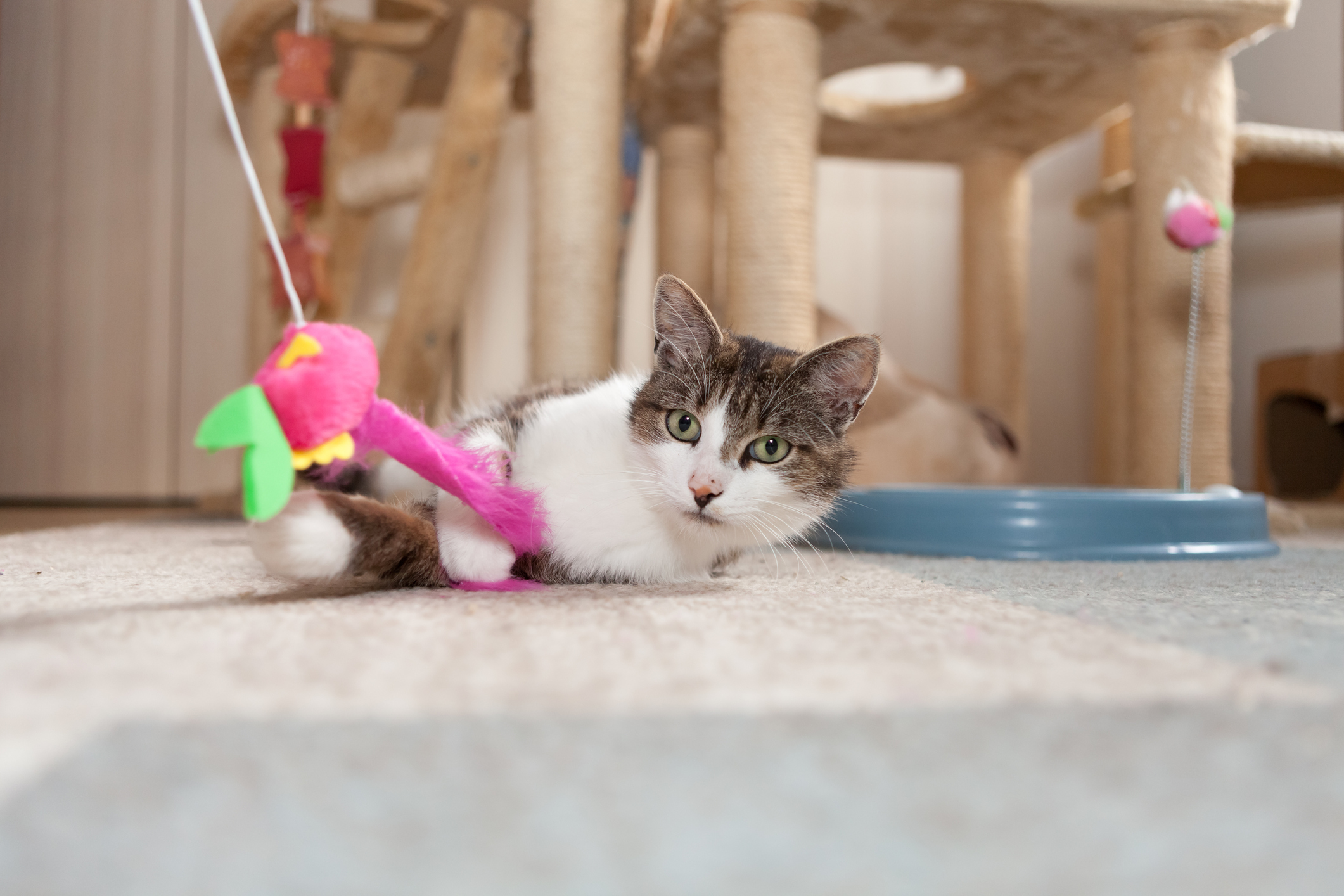 Umzug mit Katze: Tipps für Freigänger & Stubentiger Katze liegt vor einem Kletterturm und spielt.