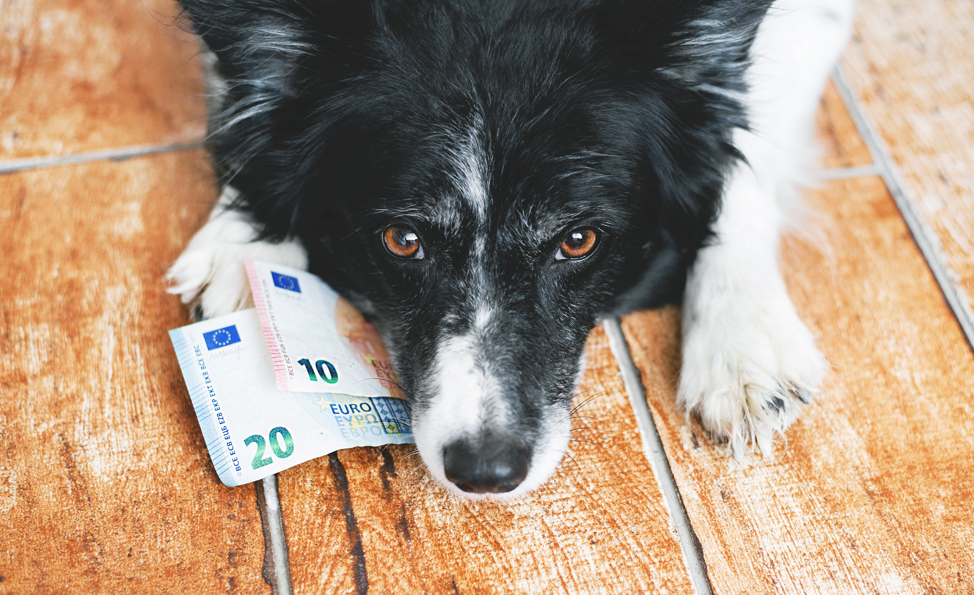 Warum zahlt man Hundesteuer und was passiert damit? Hund hat Geldscheine in der Schnauze
