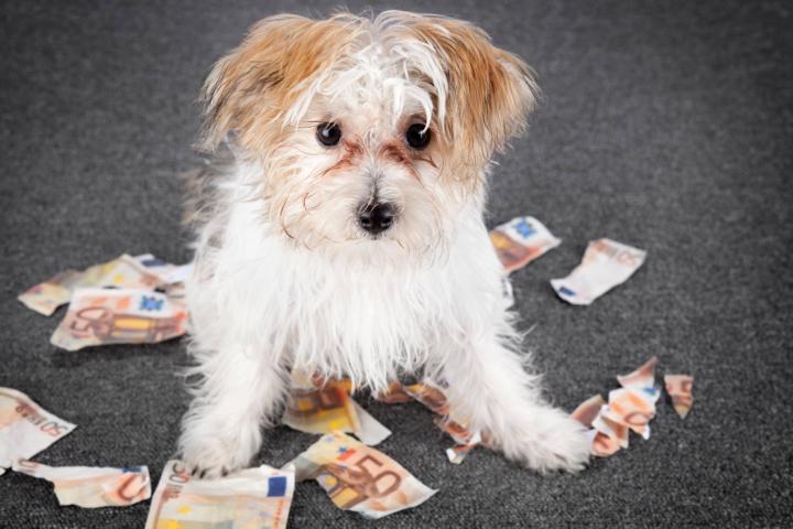 Hundewelpe sitzt zwischen zerknüllten und zerrissenen Euroscheinen-517641145 Hundewelpe sitzt zwischen zerknüllten und zerrissenen Euroscheinen