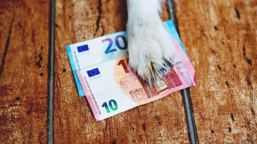 Hundepfote hält die ermäßigte Hundesteuer fest Hundepfote hält die ermäßigte Hundesteuer fest