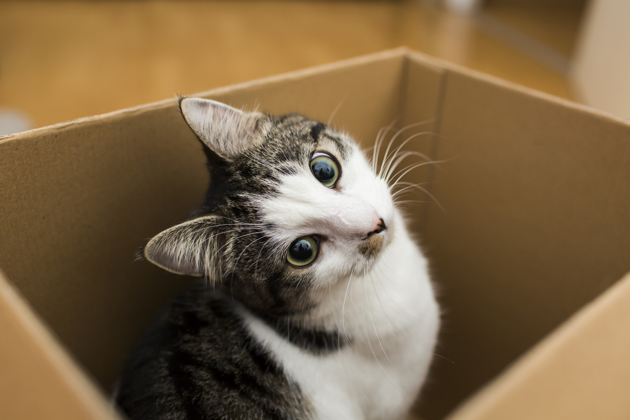 Katze an neues Zuhause gewöhnen: Das hilft nach dem Umzug Katze sitzt in einem Karton