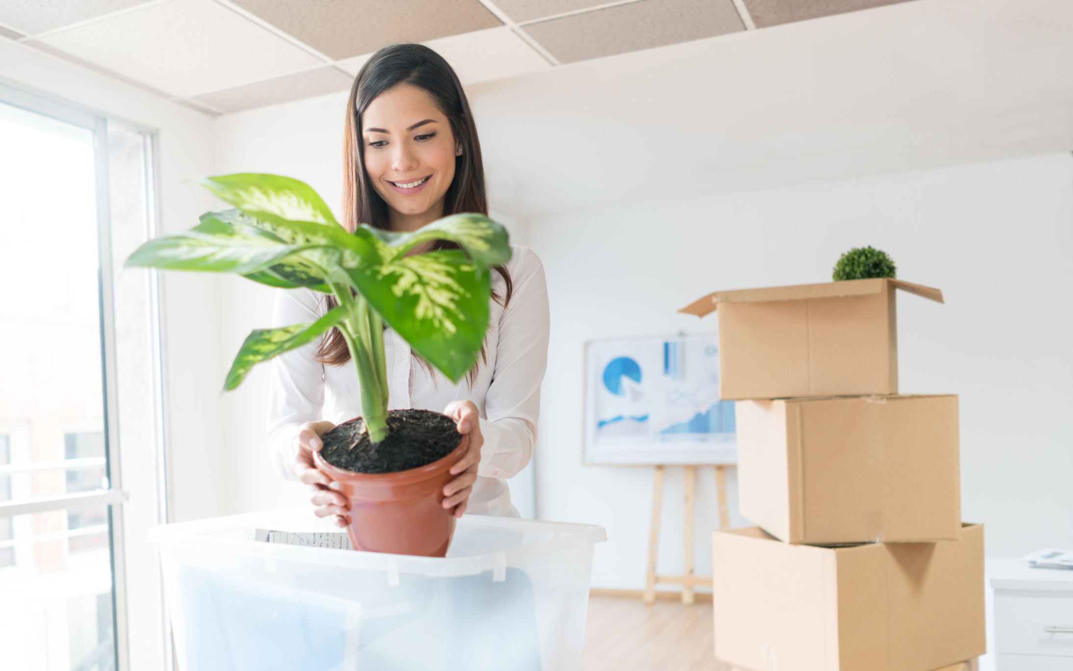 Schwere, große Kübelpflanzen transportieren: Umzug mit Pflanzen Frau sucht nach dem Transport Standort für ihre Pflanze
