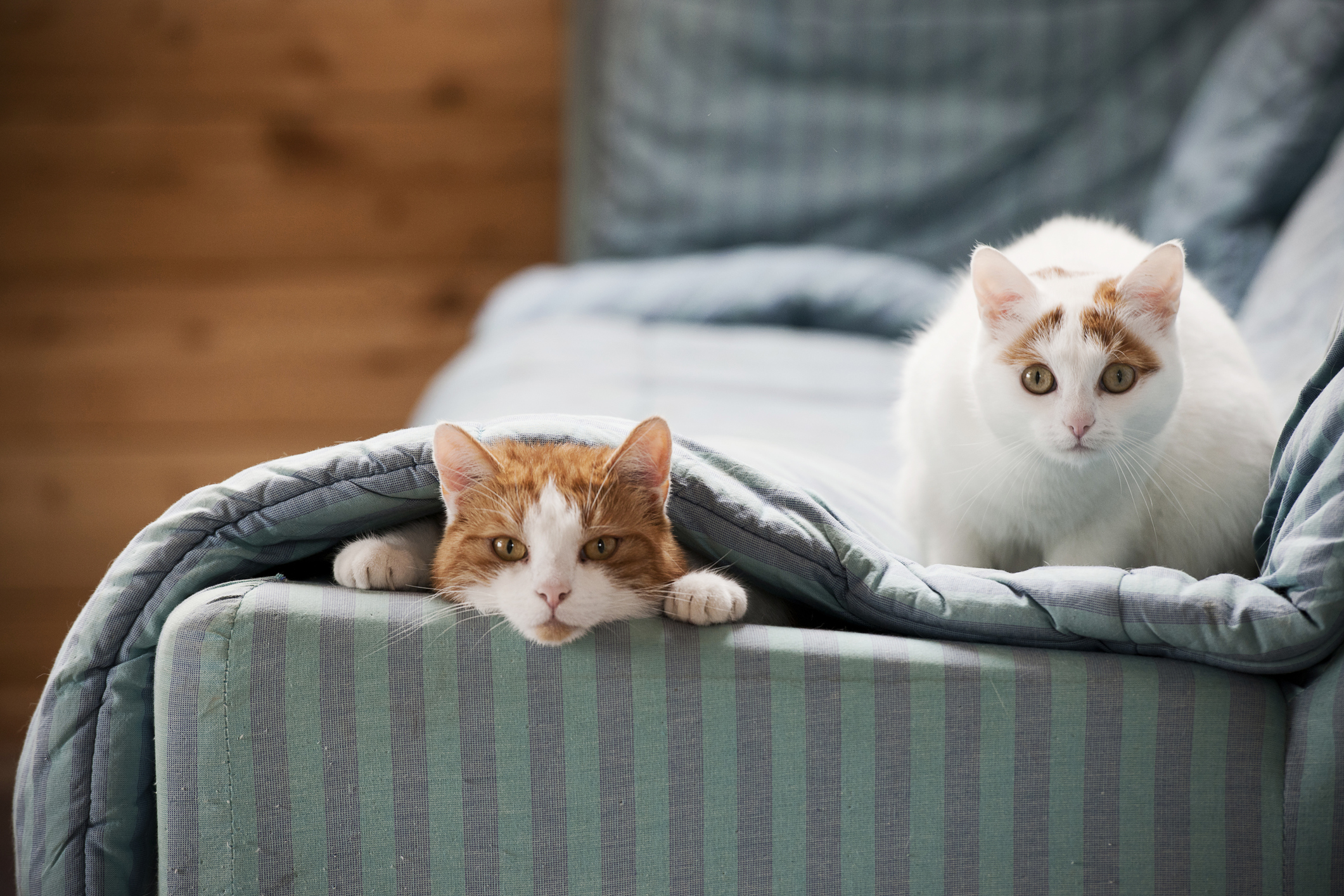 Katze an neues Zuhause gewöhnen: Das hilft nach dem Umzug Zwei Katzen sitzen auf einem Sofa