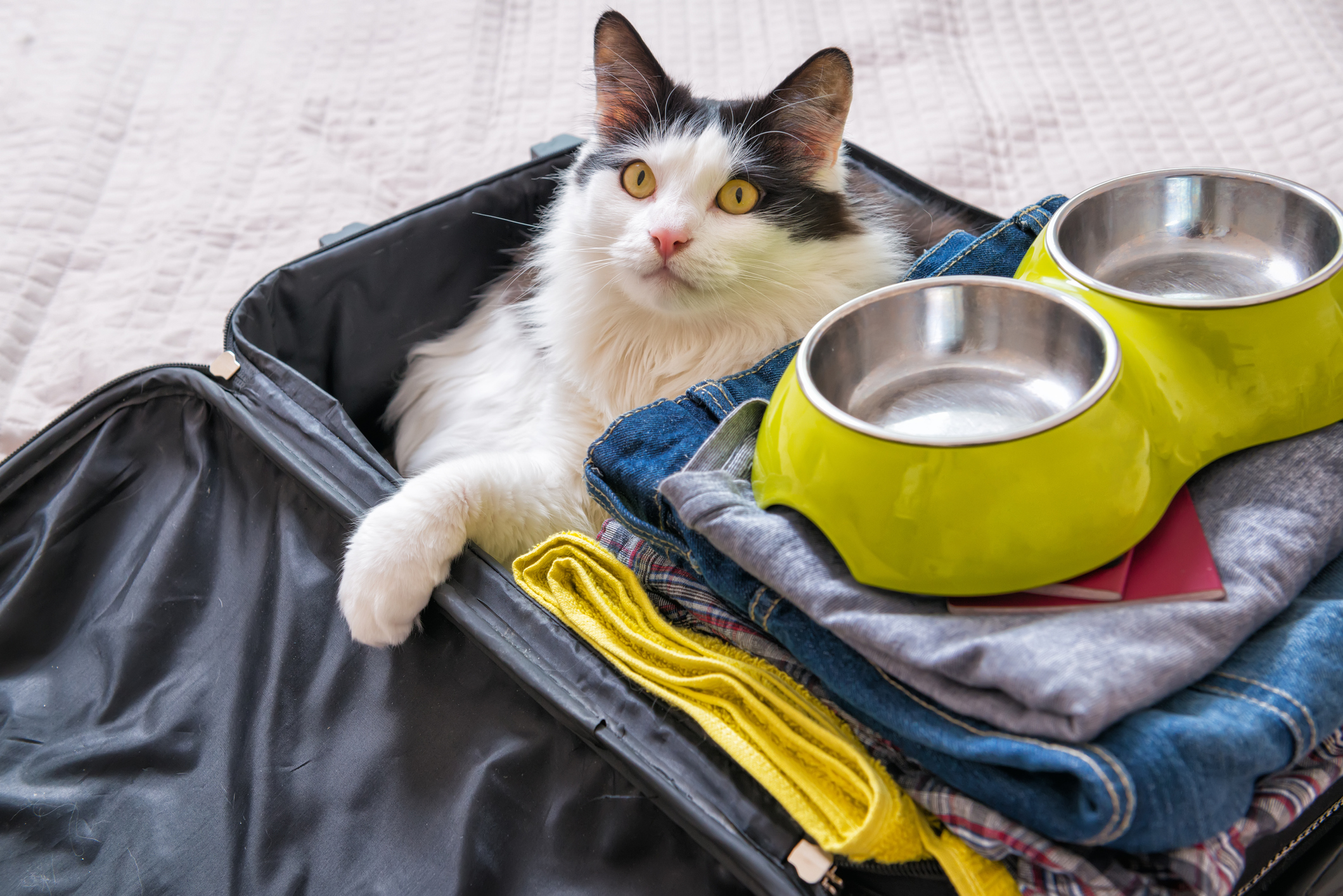 Checkliste für den Umzugstag: Was muss in den Überlebenskoffer? Katze im gepackten Koffer