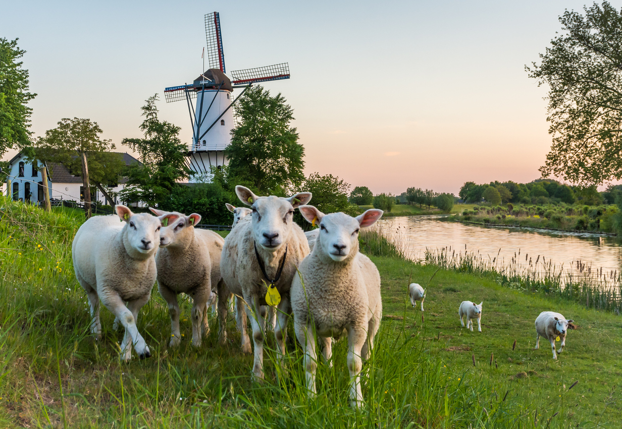 Auswandern in die Niederlande: Heimisch werden in Holland Schafe auf einem Deich vor einer Windmühle