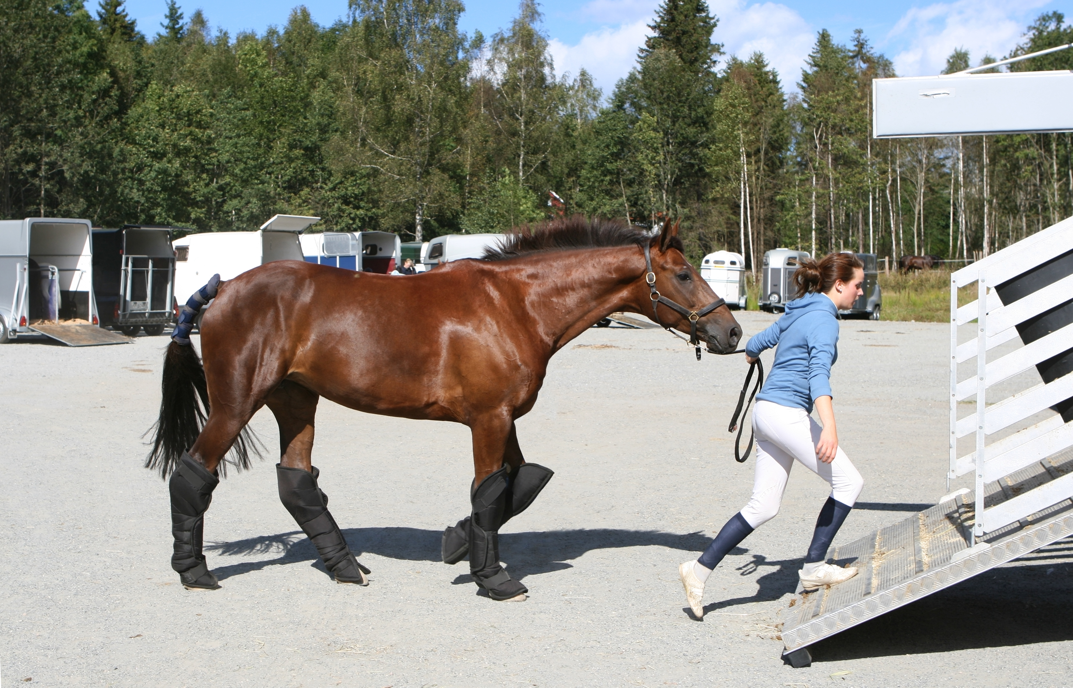 Pferd transportieren Pferd transportieren
