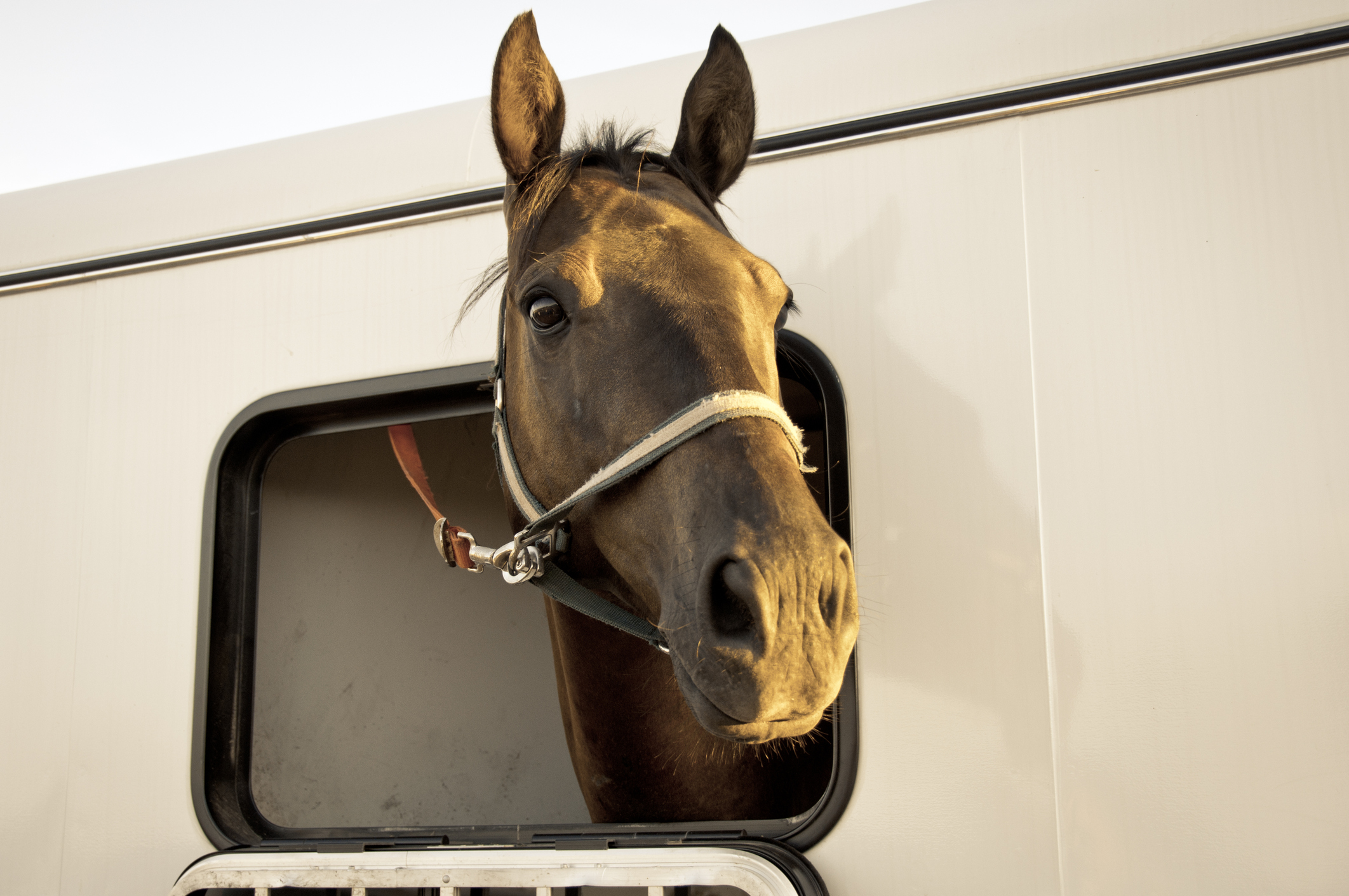 Pferd transportieren Pferd im Anhänger
