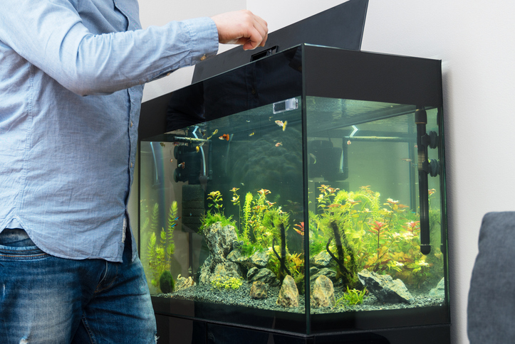 Transport des Aquariums: Fische sicher umziehen Mann füttert Fische im Aquarium