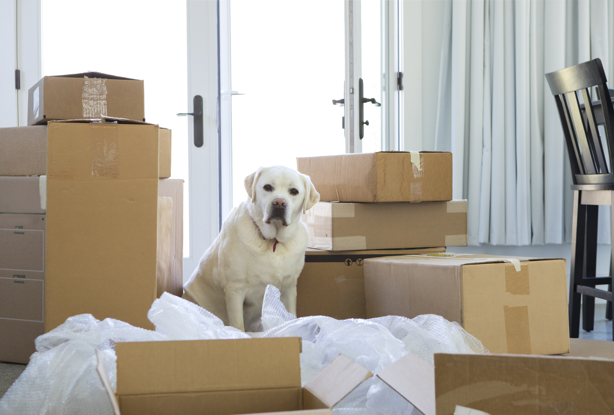 Umzug mit Haustieren: Tipps & Checkliste Hund mit Umzugskisten