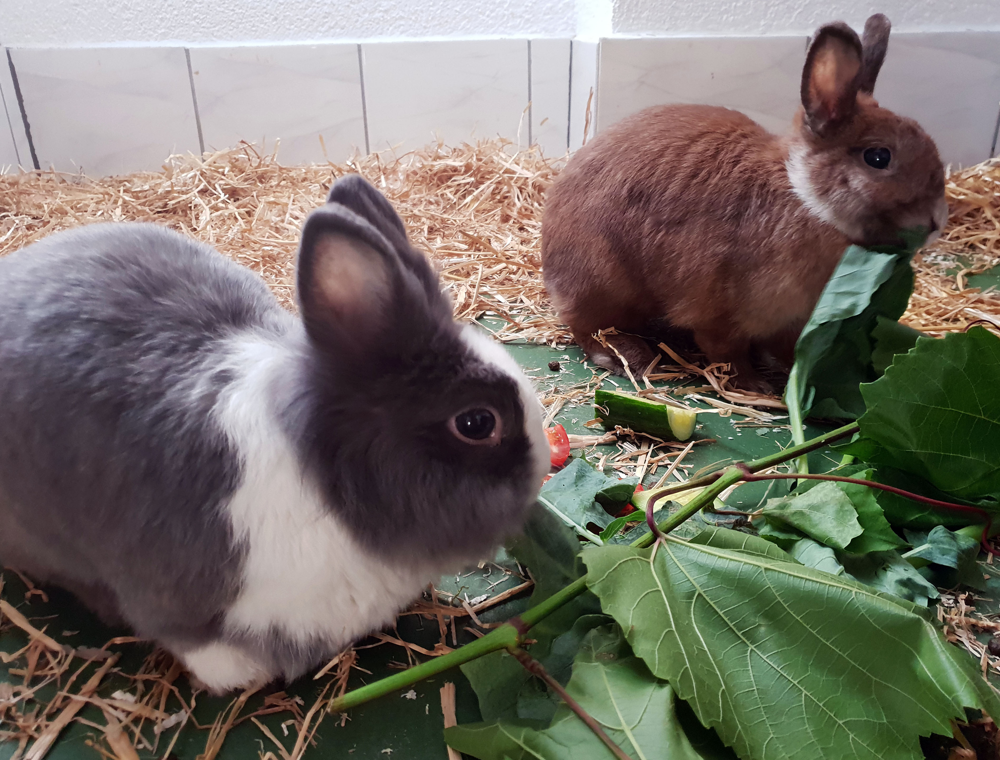 Wohnungskaninchen fressen frisches Grünzeug