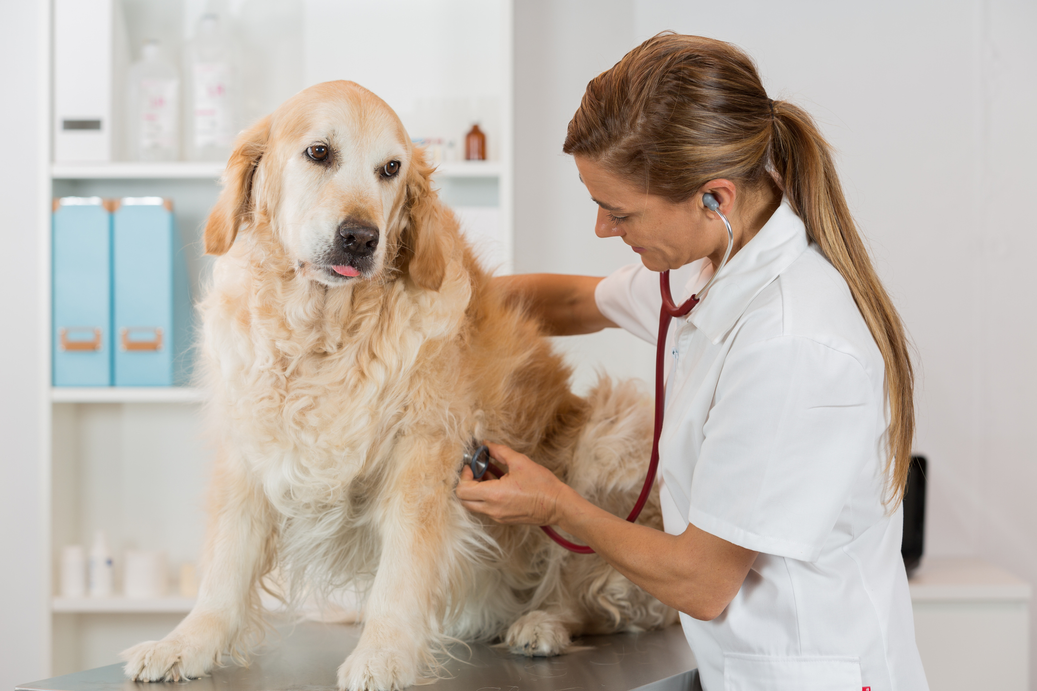 Umzug mit Haustieren: Tipps & Checkliste Tierärztin untersucht Golden Retriever