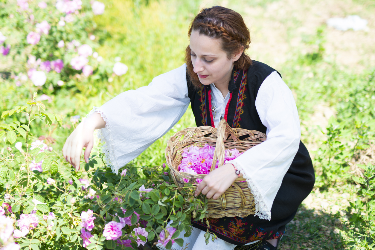 Auswandern nach Bulgarien Frau in bulgarischer Tracht erntet Rosen