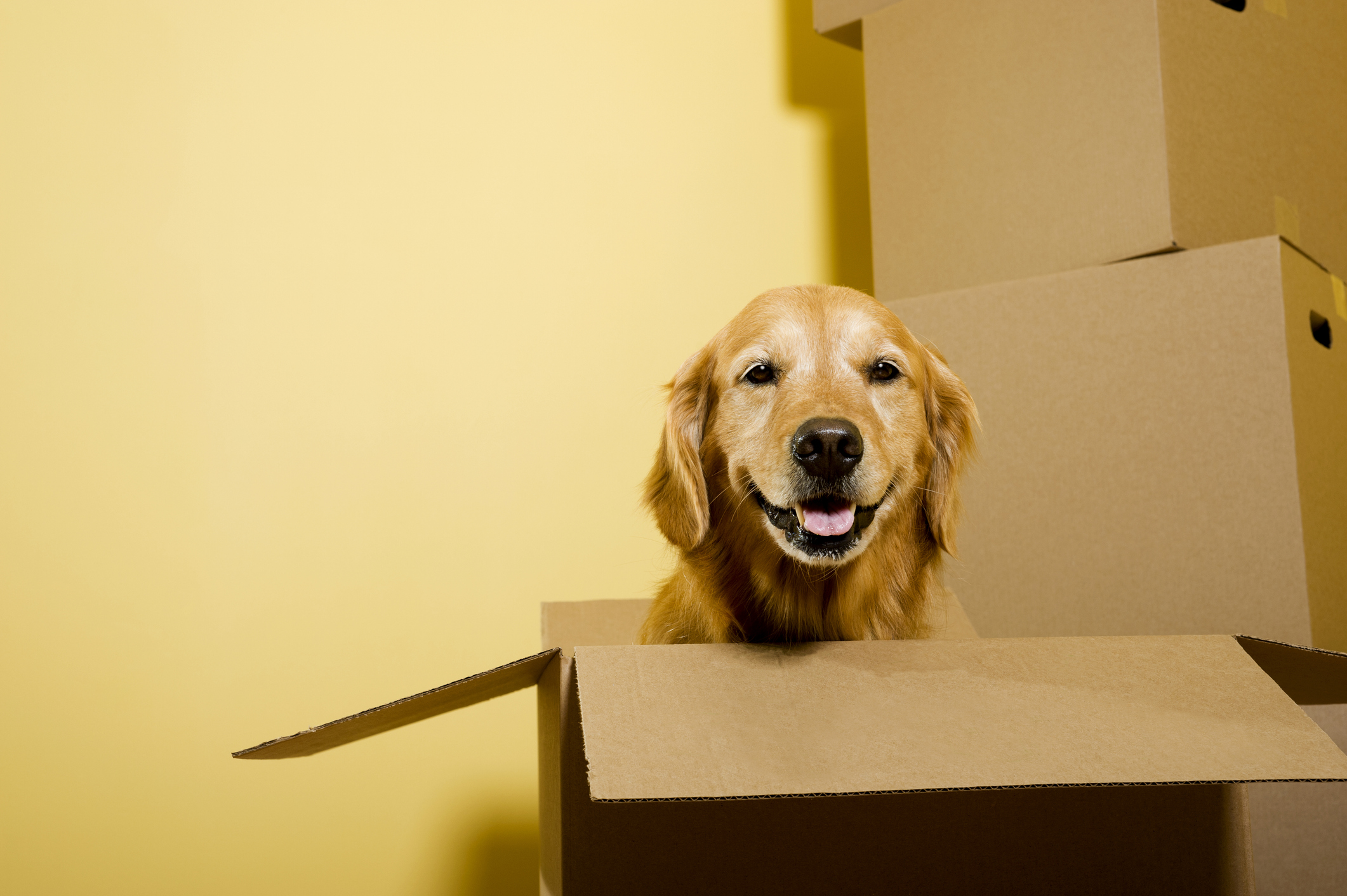 5 Stressmomente, die am Umzugstag richtig nerven Hund in Umzugskarton