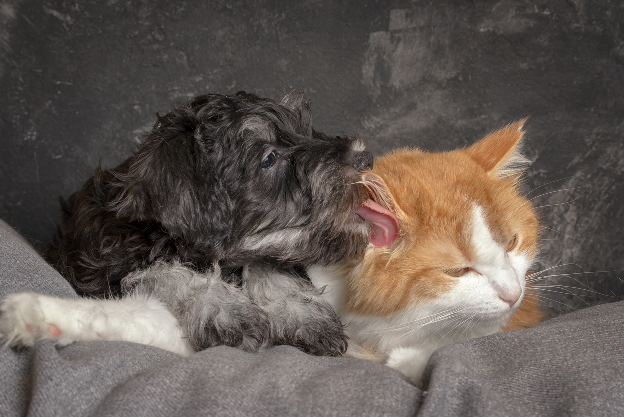 Haustiere in der Mietwohnung Hund und Katze in einer Mietwohnung