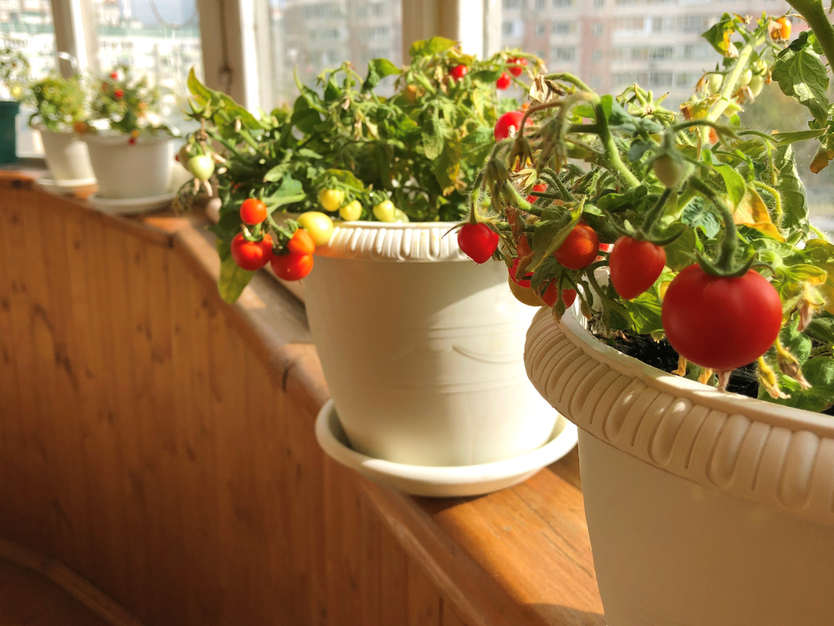 Gemüse in der Wohnung anbauen: So geht es ohne Balkon Tomatenpflanzen auf der Fensterbank