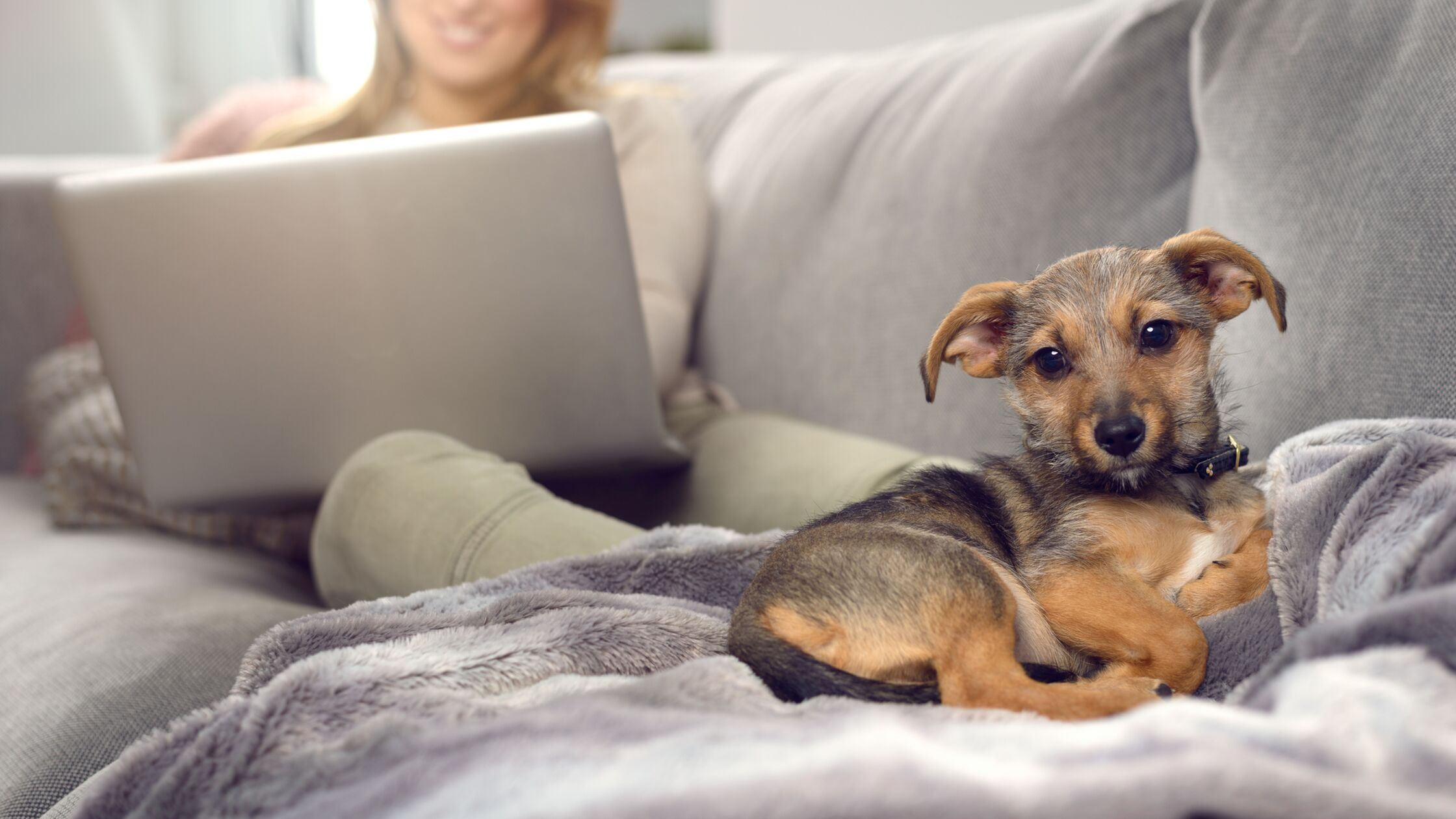 Süßer Hund schaut in die Kamera, während sein Frauchen am Laptop sitzt