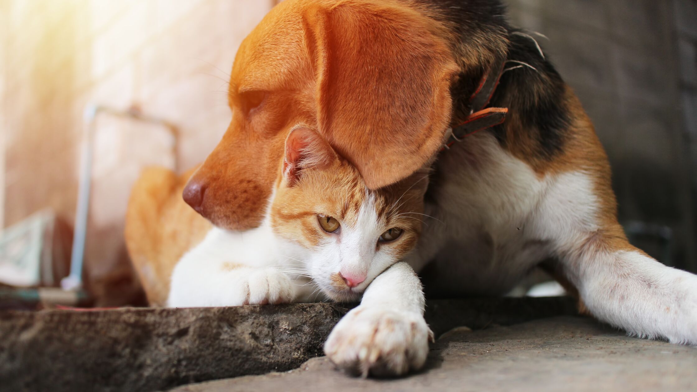Hund und Katze kuscheln draußen.
