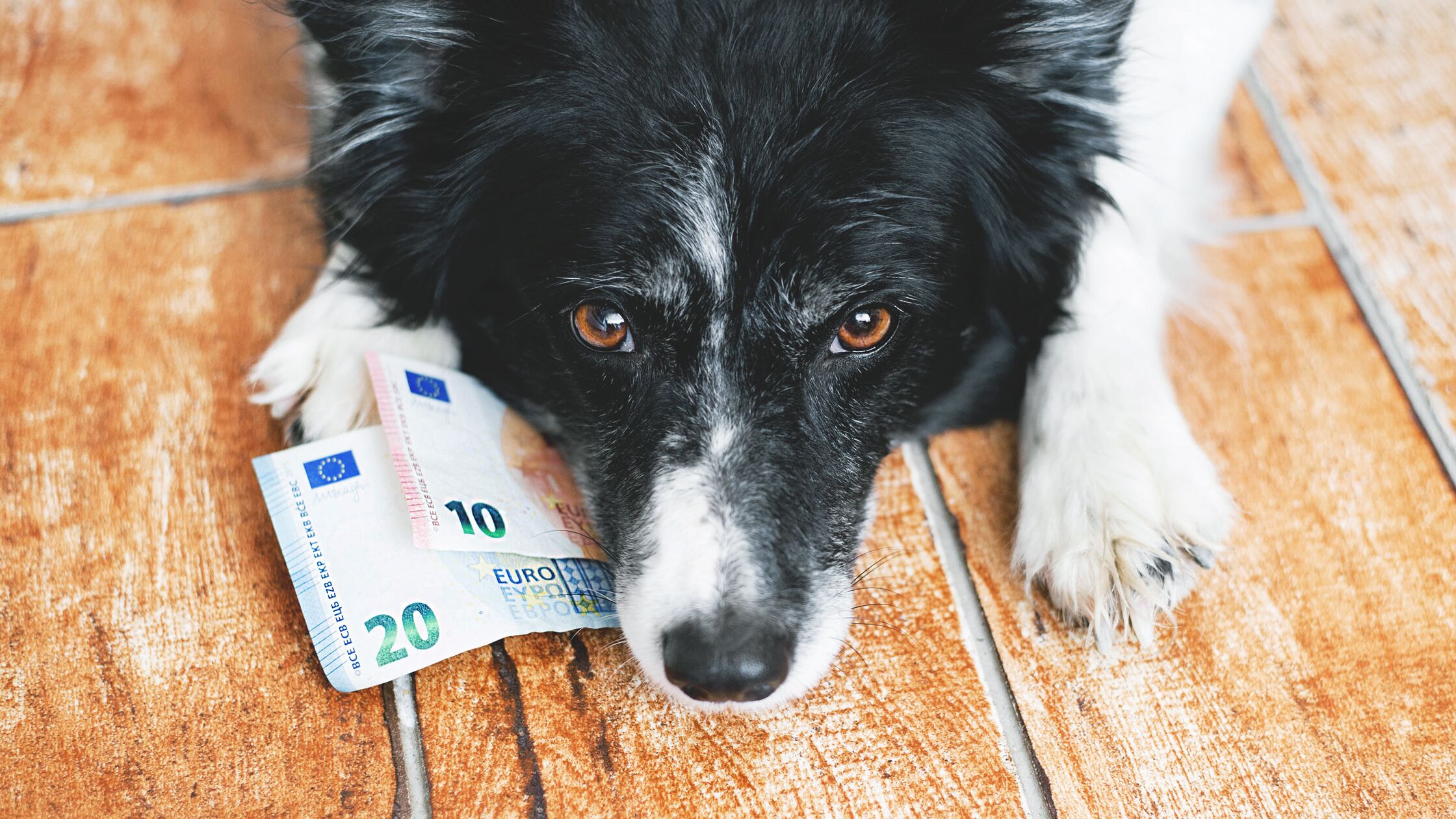 Hund hat Geldscheine in der Schnauze