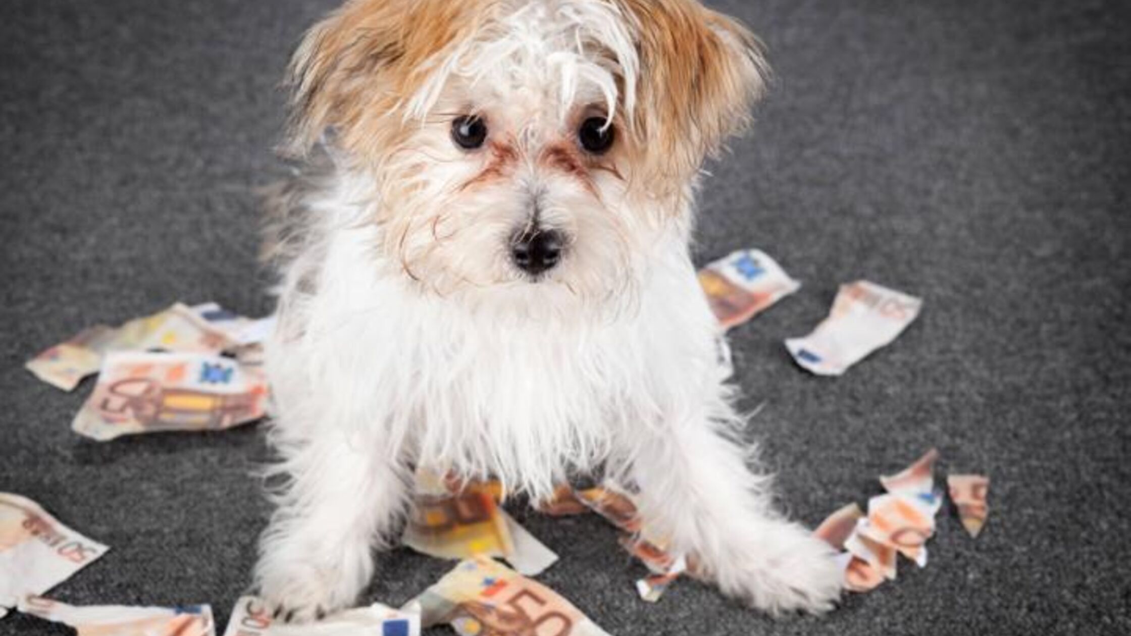 Hundewelpe sitzt zwischen zerknüllten und zerrissenen Euroscheinen