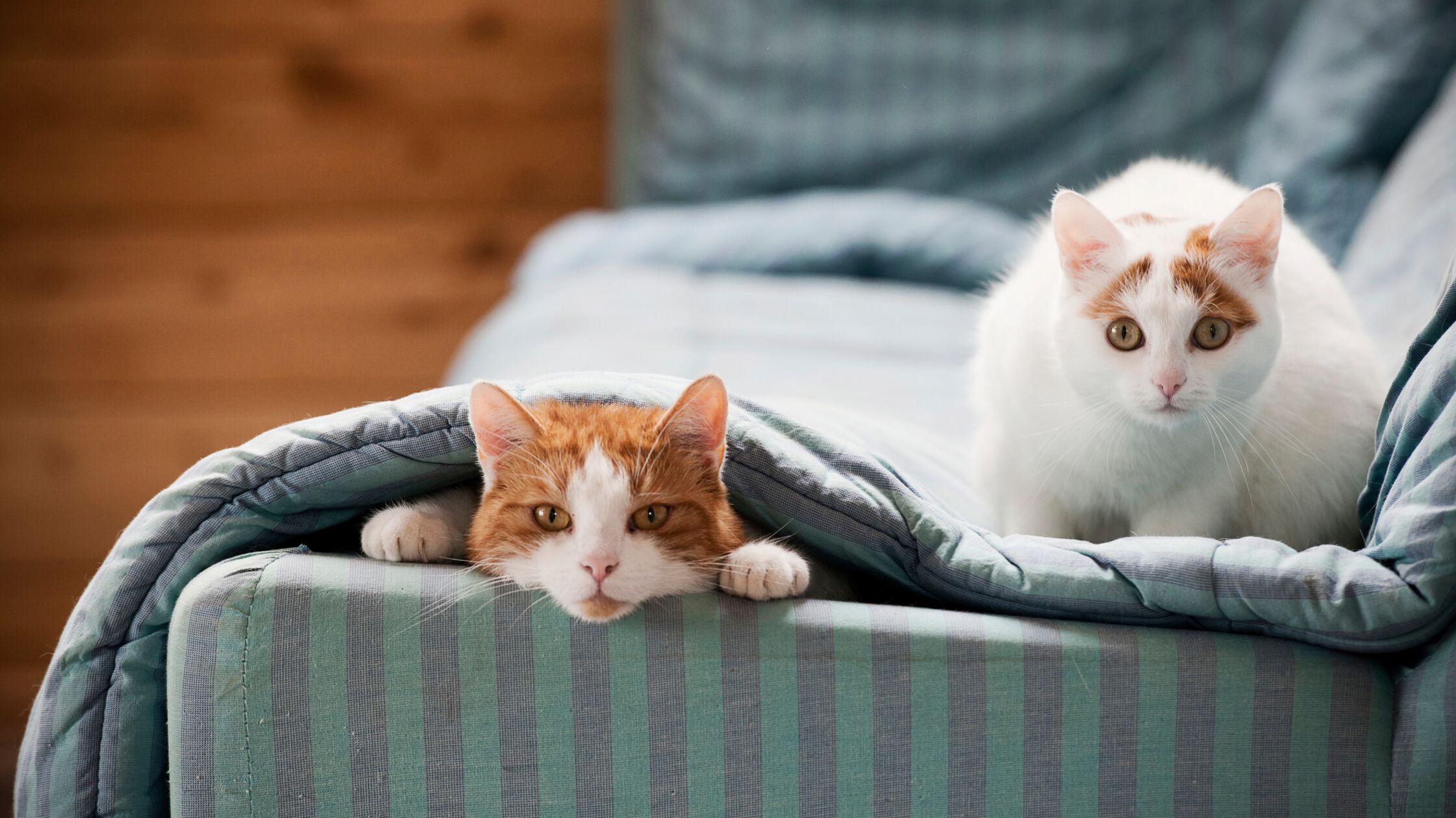 Zwei Katzen sitzen auf einem Sofa