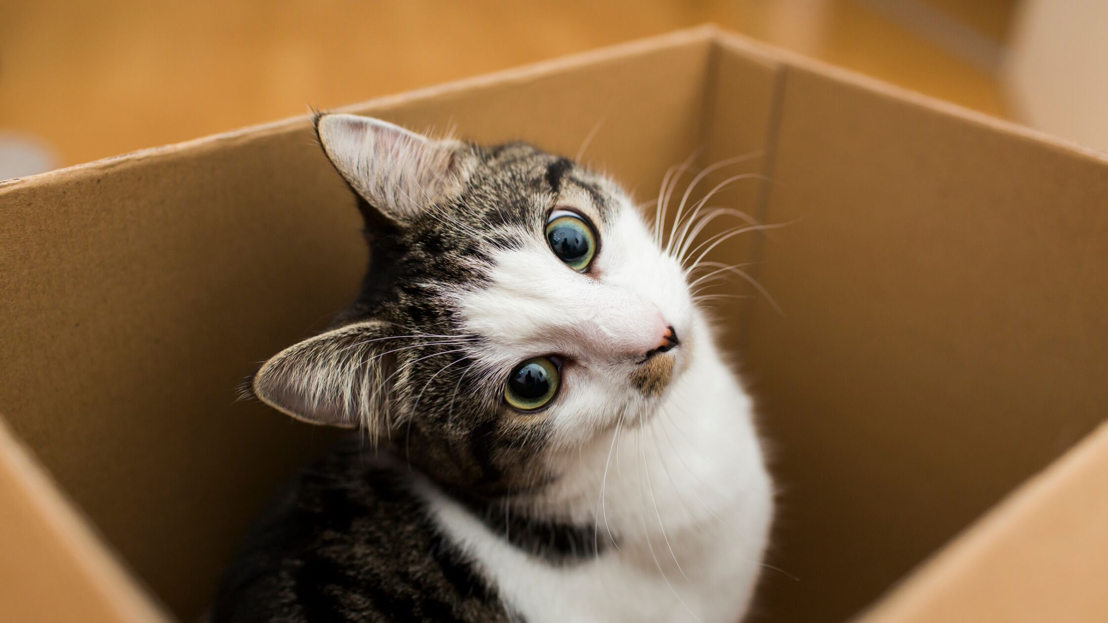 Katze an neues Zuhause gewöhnen: Das hilft nach dem Umzug