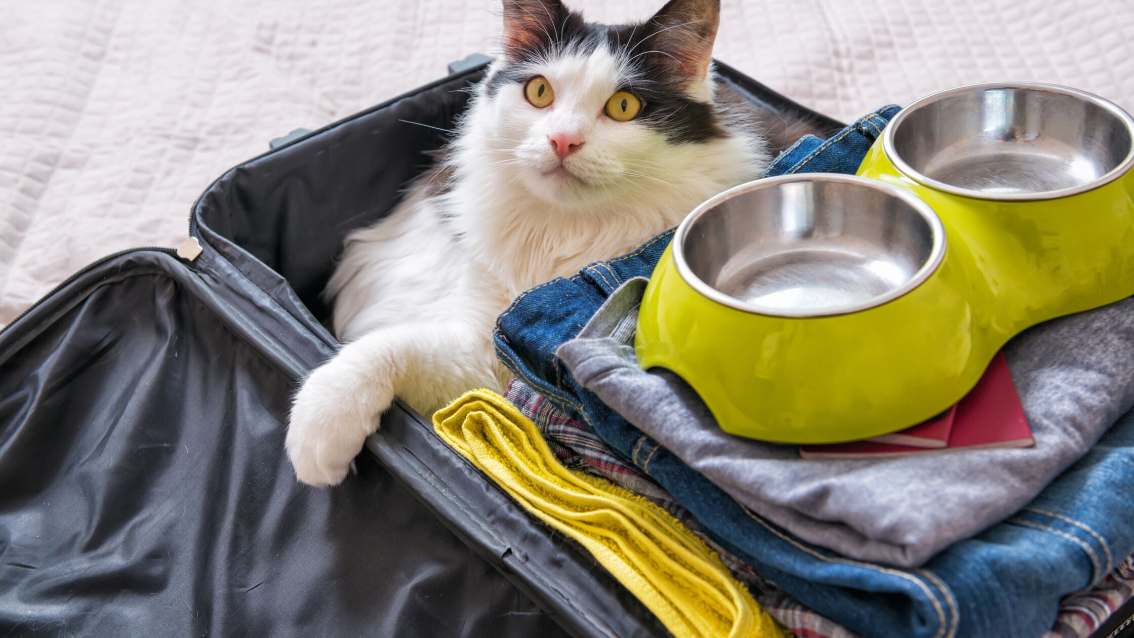 Katze im gepackten Koffer