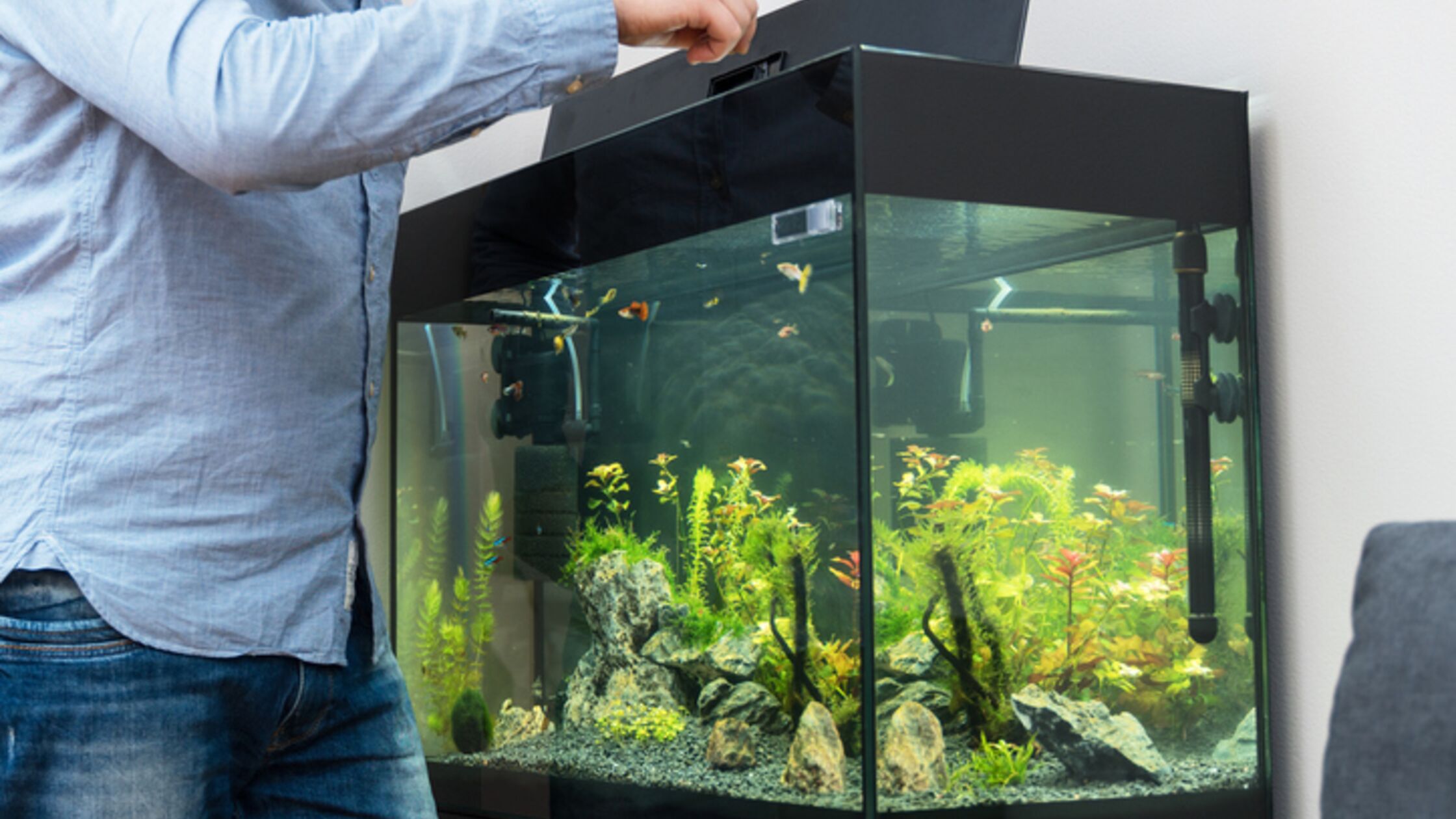Mann füttert Fische im Aquarium