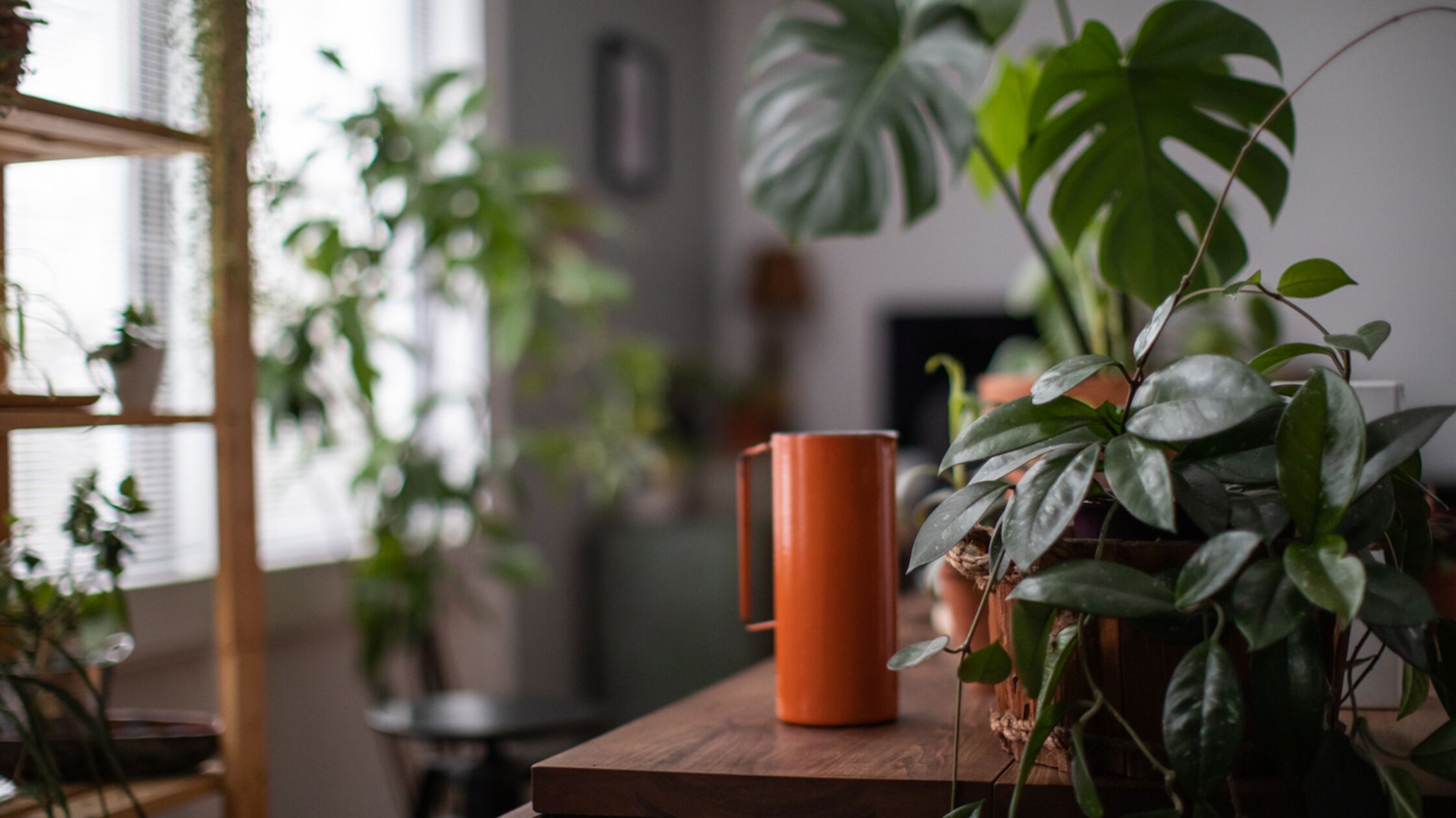 Dunkle Räume im neuen Heim: Diese Zimmerpflanzen kommen mit wenig Licht aus