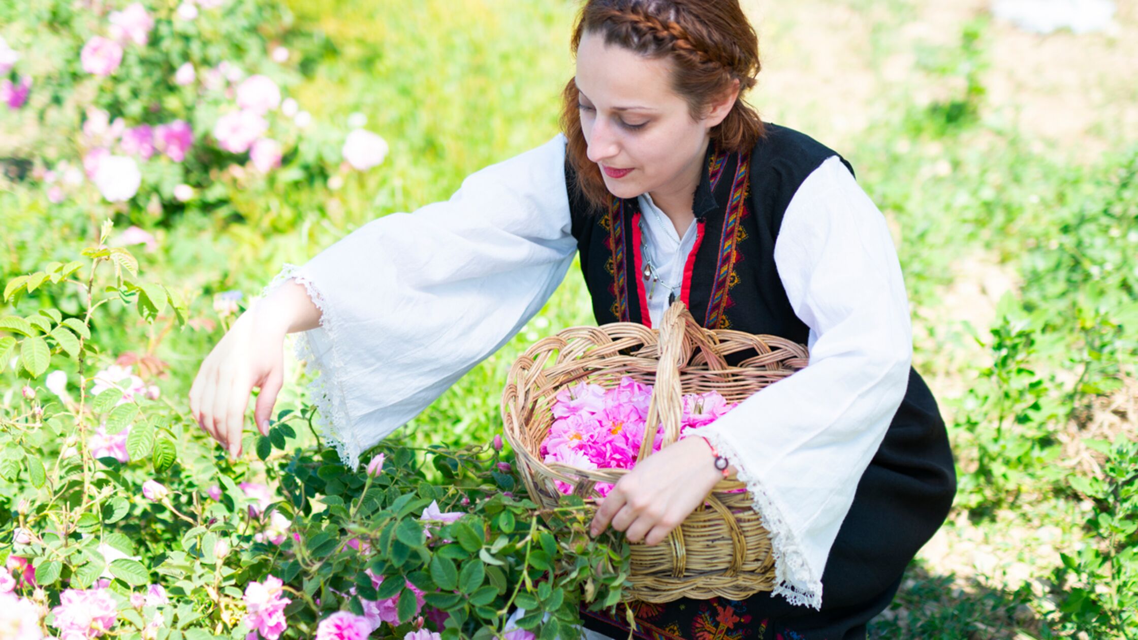 Frau in bulgarischer Tracht erntet Rosen