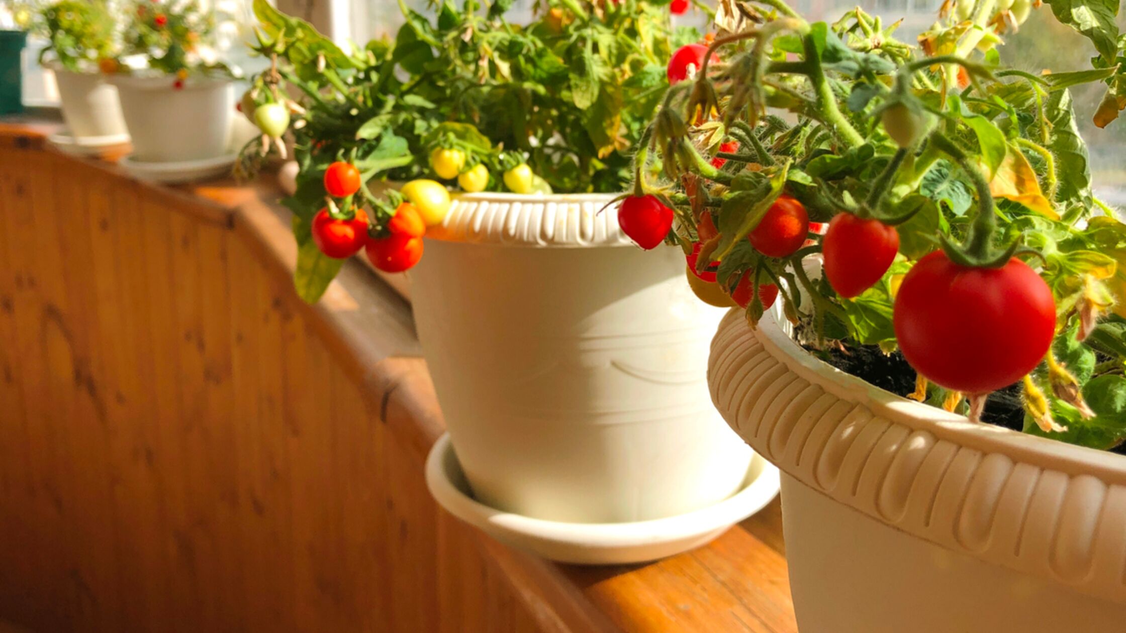 Gemüse in der Wohnung anbauen: So geht es ohne Balkon