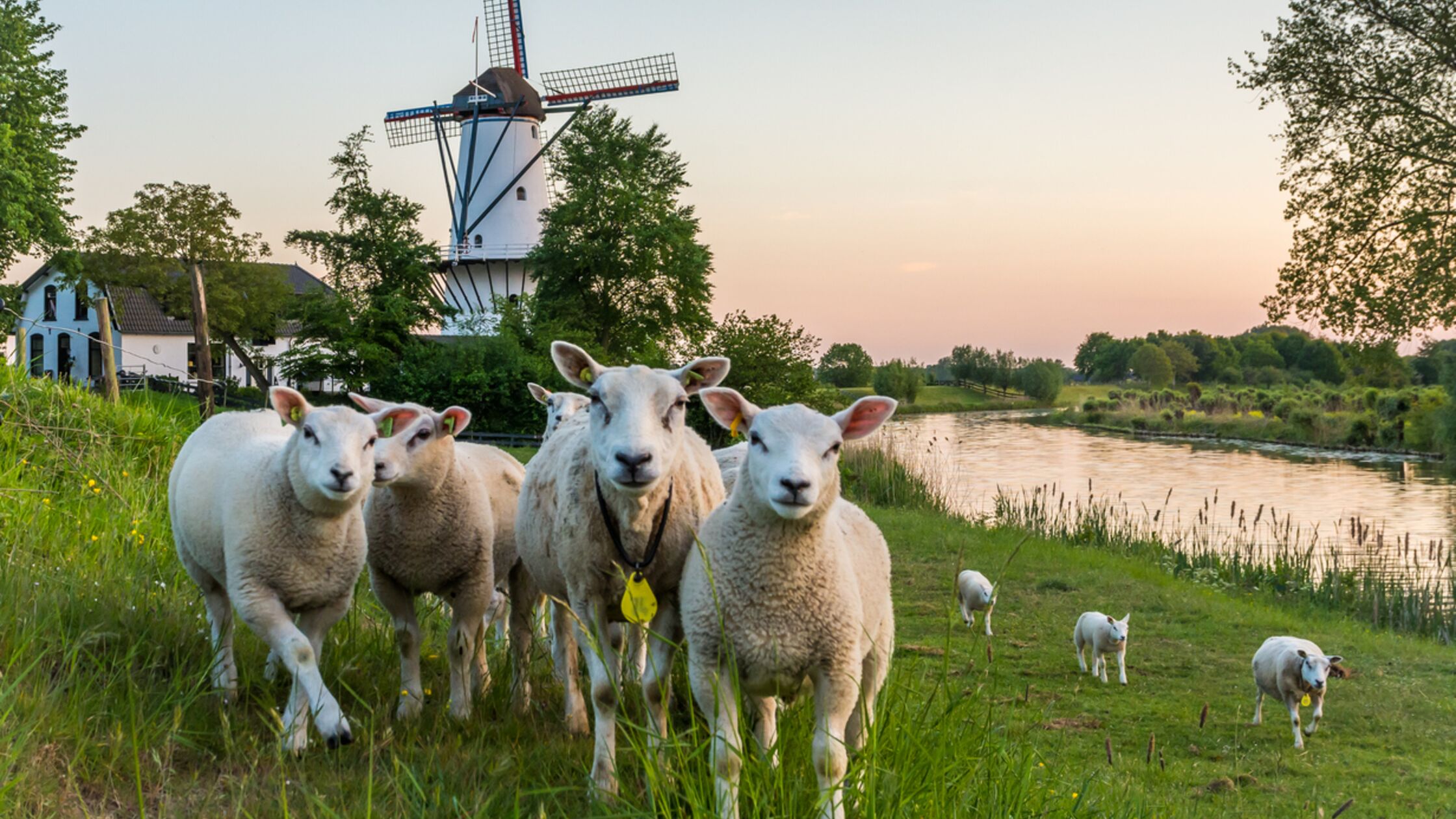 Schafe auf einem Deich vor einer Windmühle