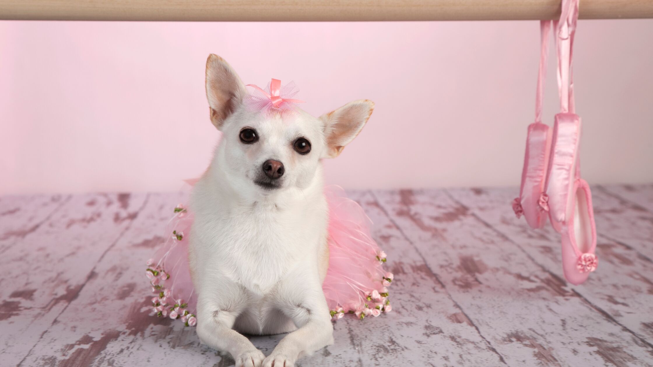 Chihuahua im rosafarbenen Tutu mit Schleifchen auf dem Kopf