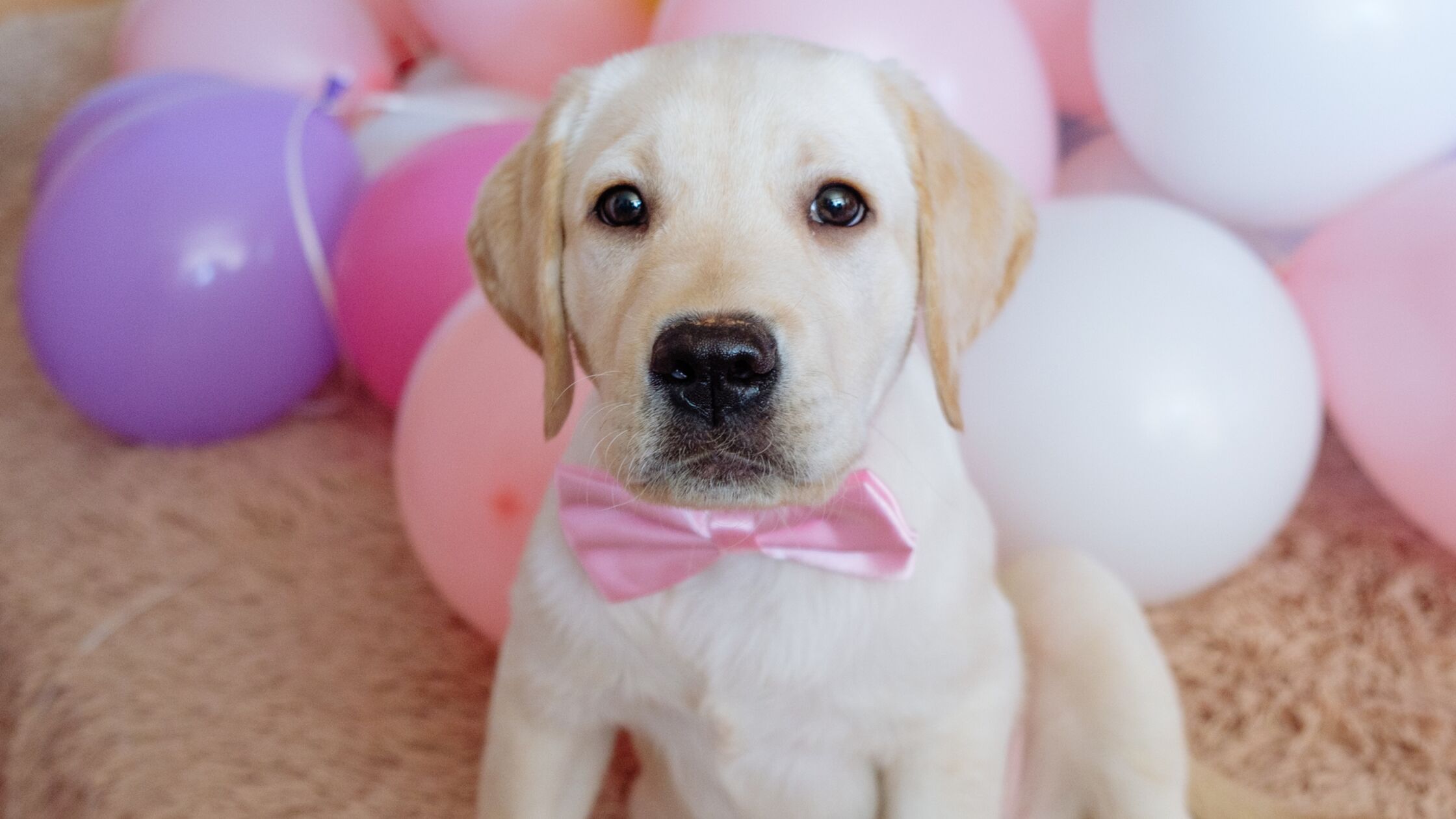 Süßer Labradorwelpe mit rosa Fliege sitzt vor einem Haufen bunter Luftballons Süßer Labradorwelpe mit rosa Fliege sitzt vor einem Haufen bunter Luftballons