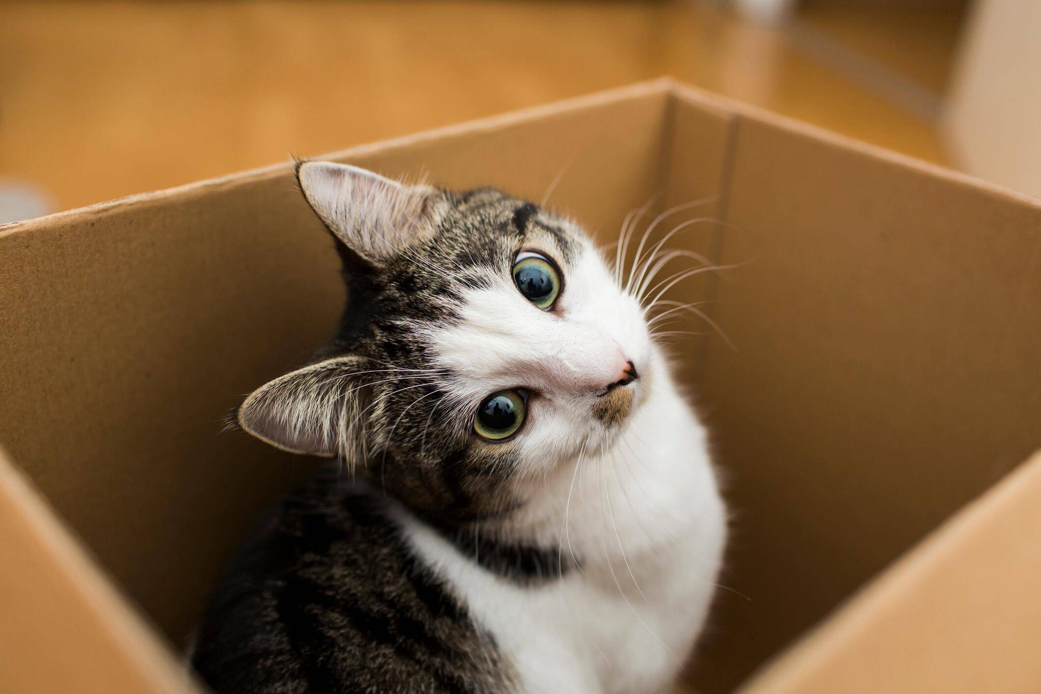 Umziehen mit Katzen Tipps für die Eingewöhnung umziehen.de