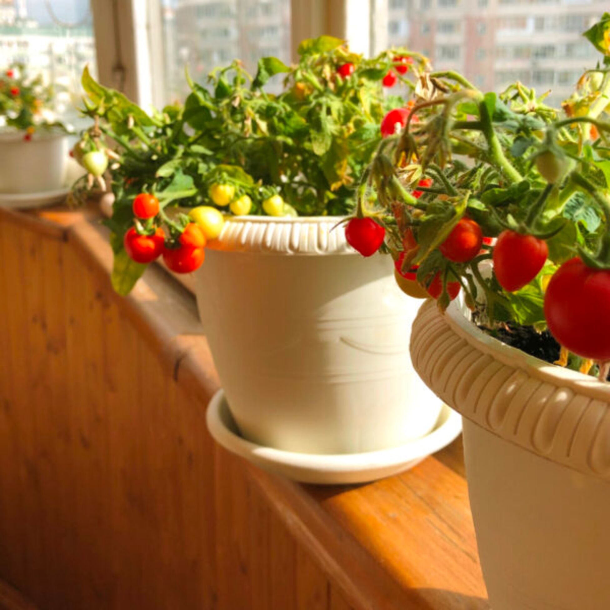 Tomatenpflanzen auf der Fensterbank