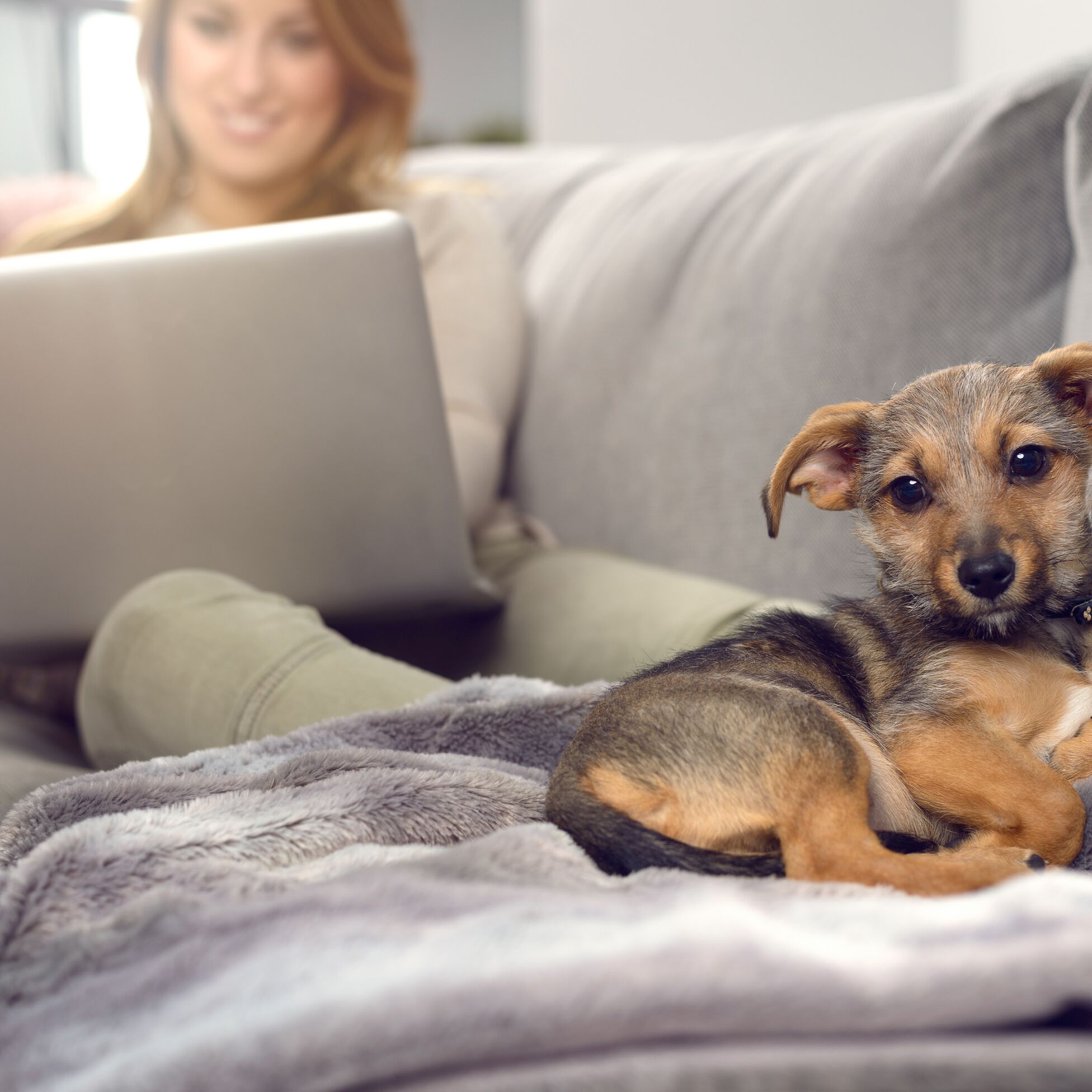 Süßer Hund schaut in die Kamera, während sein Frauchen am Laptop sitzt