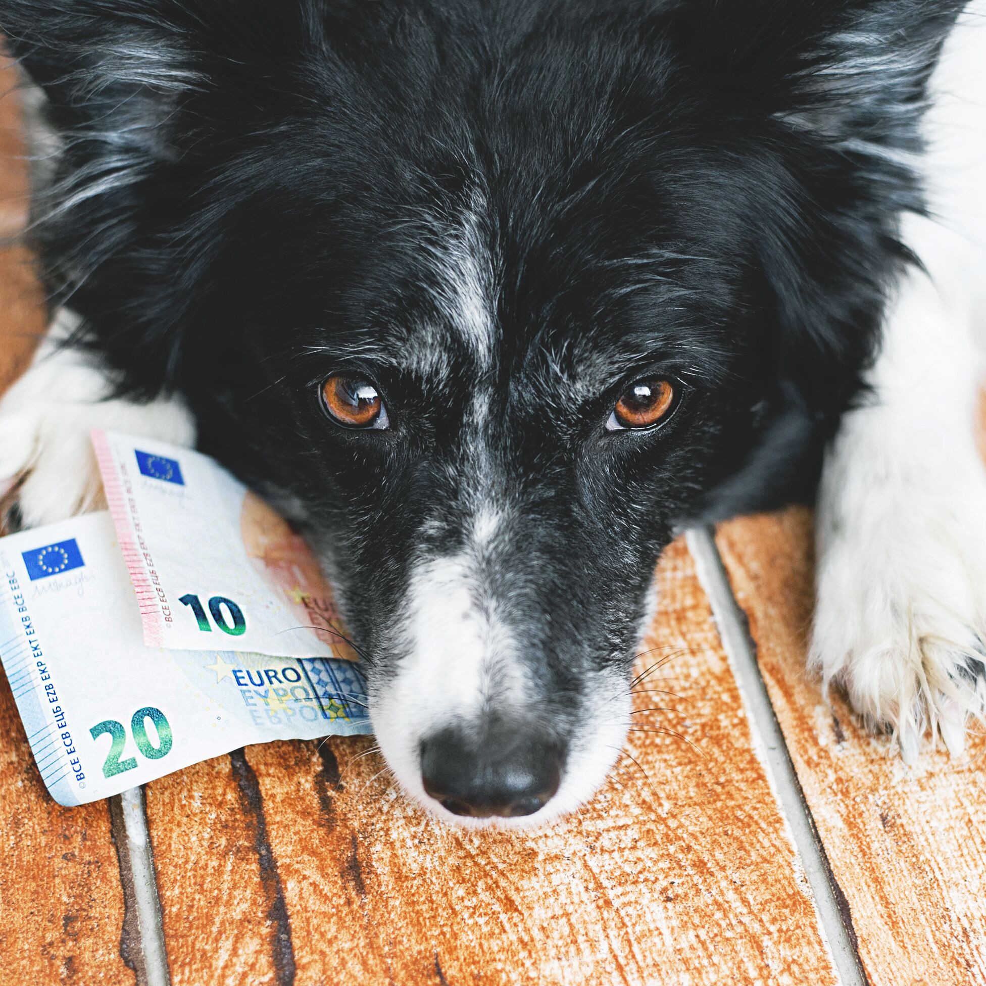 Hund hat Geldscheine in der Schnauze